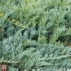 Juniperus Horizontalis 'Blue Chip'