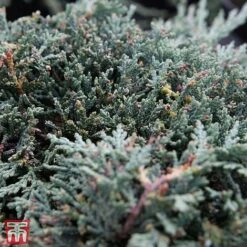 Juniperus Horizontalis 'Icee Blue' -Flourish Flora T66285 JUNI 2