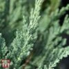 Juniperus Horizontalis 'Jade River'