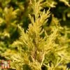 Juniperus Horizontalis 'Lime Glow'