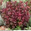 Leucothoe Axillaris 'Twisting Red'