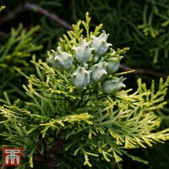Thuja Orientalis 'Fleck'