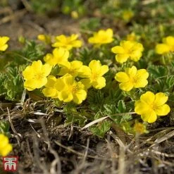 Potentilla Fruticosa 'Medicine Wheel Mountain'