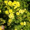 Potentilla Fruticosa 'Sommerflor'