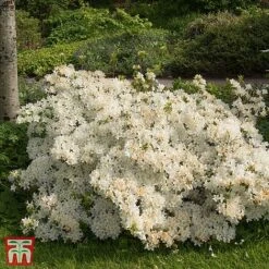 Rhododendron 'Palestrina' -Flourish Flora T66426 RHOD 1