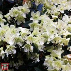 Rhododendron 'Palestrina' -Flourish Flora T66426 RHOD 2