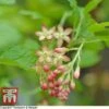 Ribes Gordonianum