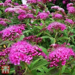 Spiraea Japonica 'Double Play Artist'