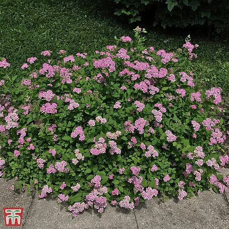 Spiraea Japonica 'Little Princess' 2 Spiraea Japonica 'Little Princess' - Image 2