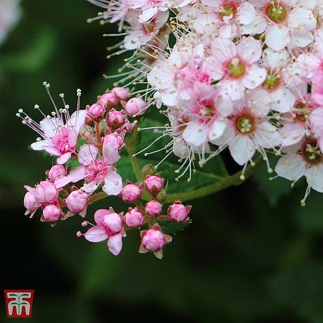 Spiraea Japonica 'Little Princess' 1 Spiraea Japonica 'Little Princess'