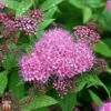 Spiraea 'Superstar'