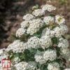 Spiraea Nipponica 'Snowmound'