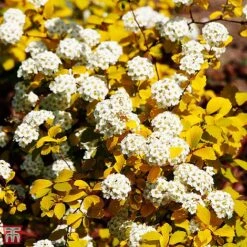 Spiraea X Vanhouttei 'Gold Fountain' -Flourish Flora T66475 SPIR 2