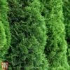 Thuja Occidentalis 'Brobeck's Tower'