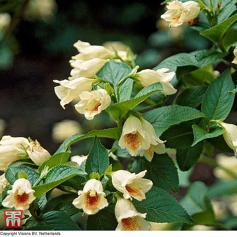 Weigela Middendorffiana 1 Weigela Middendorffiana