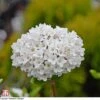 Viburnum X Burkwoodii 'Anne Russell'