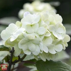 Viburnum Plicatum F. Plicatum 'Grandiflorum'