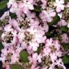 Viburnum Plicatum F. Tomentosum 'Molly Schroeder'