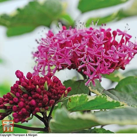 Clerodendrum Bungei 'Pink Diamond' 1 Clerodendrum Bungei 'Pink Diamond'