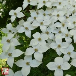 Cornus Kousa 'Schmetterling'