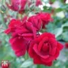 Rose 'Thats Jazz'