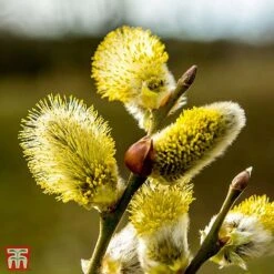 Pussy Willow (Hedging) -Flourish Flora T70372 SALI 1