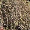 Pussy Willow (Hedging)
