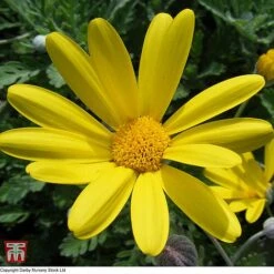 Euryops Pectinatus