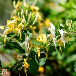 Honeysuckle 'Graham Thomas' -Flourish Flora T80313 HONE 1