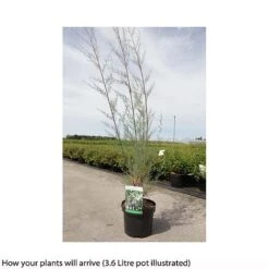 Tamarix Ramosissima 'Hulsdonk White' -Flourish Flora TAMA T66485 B h