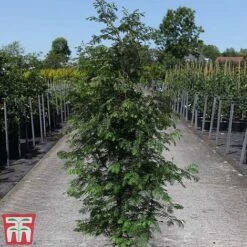 Taxodium Distichum -Flourish Flora TAXO TKA3572 B