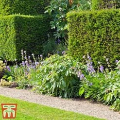 Taxus X Media 'Hicksii' -Flourish Flora TAXU T63575 C