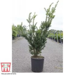 Taxus X Media 'Hicksii' -Flourish Flora TAXU T63575 D