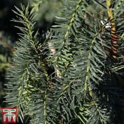 Taxus Baccata 'Dovastoniana'