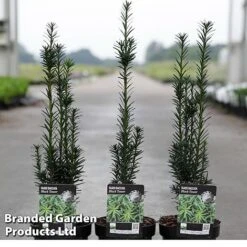 Taxus Baccata 'Black Tower'
