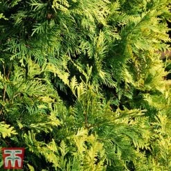 Thuja Occidentalis 'Golden Smaragd' -Flourish Flora THU TKA3610 B