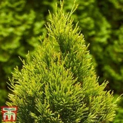 Thuja Occidentalis 'Golden Smaragd' -Flourish Flora THU TKA3610 C