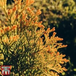 Thuja Occidentalis 'Golden Smaragd' -Flourish Flora THU TKA3610 D