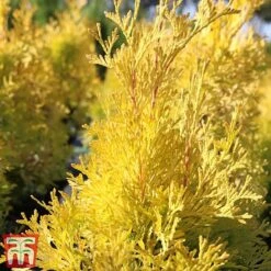 Thuja Occidentalis 'Jantar' -Flourish Flora THU TKA3618 B