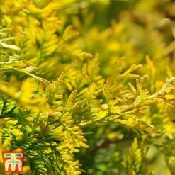Thuja Occidentalis 'Jantar' -Flourish Flora THU TKA3618 C