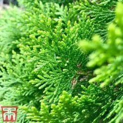 Thuja Occidentalis 'Smaragd' -Flourish Flora THU TKA3624 C