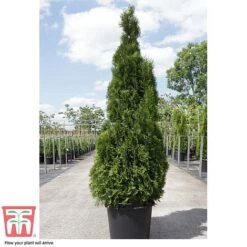 Thuja Occidentalis 'Smaragd' -Flourish Flora THU TKA3624 D