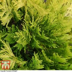 Thuja Plicata '4Ever Goldy' -Flourish Flora THUJ 66503 A2