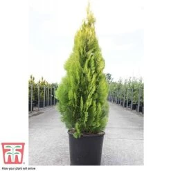 Thuja Orientalis 'Pyramidalis Aurea' -Flourish Flora THUJ T66399 C