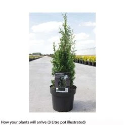 Thuja Occidentalis 'Brobeck's Tower' -Flourish Flora THUJ T66493 A h