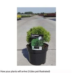 Thuja Occidentalis 'Danica' -Flourish Flora THUJ T66494 A h