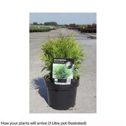Thuja Occidentalis 'Danica Aurea' -Flourish Flora THUJ T66495 A h