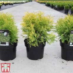 Thuja Occidentalis 'Golden Globe' -Flourish Flora THUJ TKA3614 A