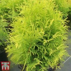Thuja Occidentalis 'Golden Globe' -Flourish Flora THUJ TKA3614 C