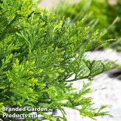 Thujopsis Dolabrata 'Nana'